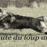 La meute du loup argenté