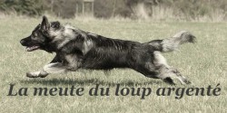 La meute du loup argenté