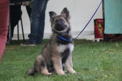 Lexy de La Légende du Loup Noir