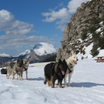 Volontaires, les Altdeutsche Schäferhunde vous emmeneront aux sommets !