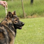 Chan de la Légende du Loup Noir