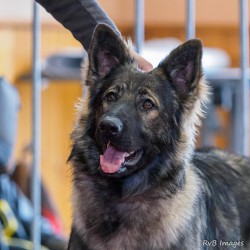 Jalca de La Légende du Loup Noir