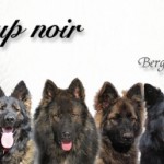 La légende du loup noir