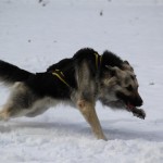 Un Altdeutscher Schäferhund en plein effort de traction