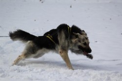 Un Altdeutscher Schäferhund en plein effort de traction