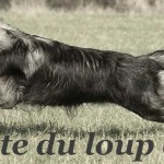 La meute du loup argenté