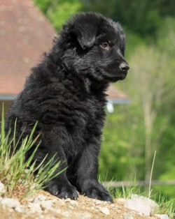 Noir - Chiot